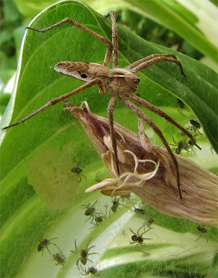 Spinnennest auf einer Hosta: Spinne(Listspinne?) bewacht ihren Nachwuchs.