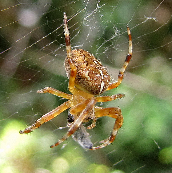 Kreuzspinne mit Beute.