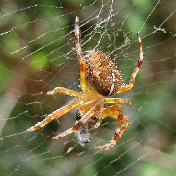 Kreuzspinne mit Beute.