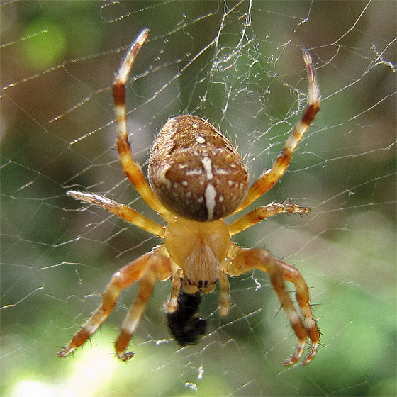 Kreuzspinne mit Beute.