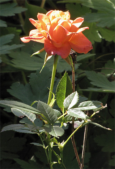 Kleine lachsrote Rose mit Bl&uuml;te