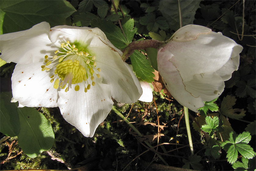 Christrose, Bl&uuml;te und Knospe
