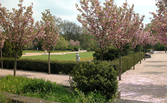 Volkspark Mariendorf: Baumblüte