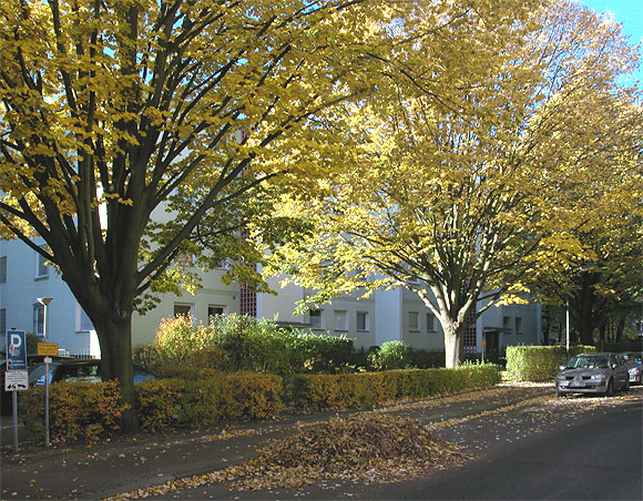 Wolfsburger Weg, nahe Steinhellenweg, Herbst